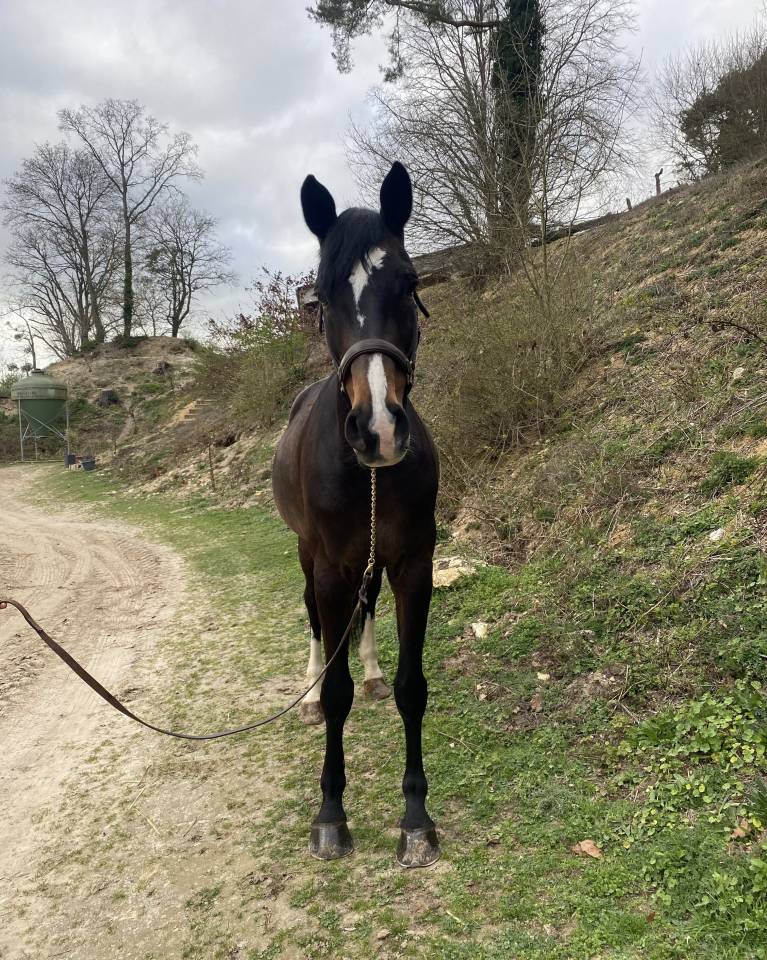 Ruin Zangersheide Te koop 2015 Bruin / Bai