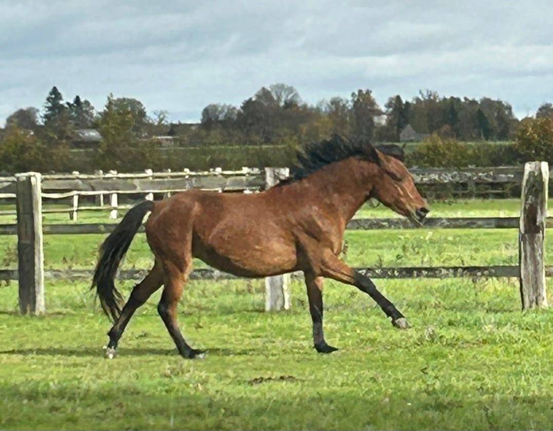 Hengst Franse rijpony PFS Te koop 2023 Donker bruin / bai ,  Ventra Terre Rislois