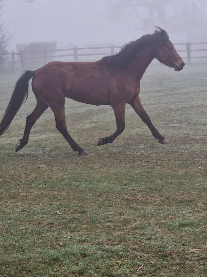 Hengst Franse rijpony PFS Te koop 2023 Donker bruin / bai ,  Ventra Terre Rislois