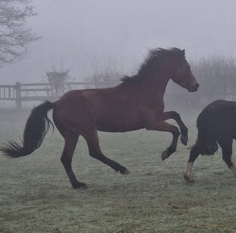 Hengst Franse rijpony PFS Te koop 2023 Donker bruin / bai ,  Ventra Terre Rislois