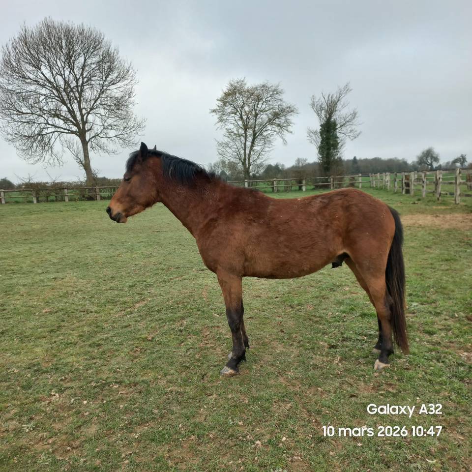 Hengst Franse rijpony PFS Te koop 2023 Donker bruin / bai ,  Ventra Terre Rislois