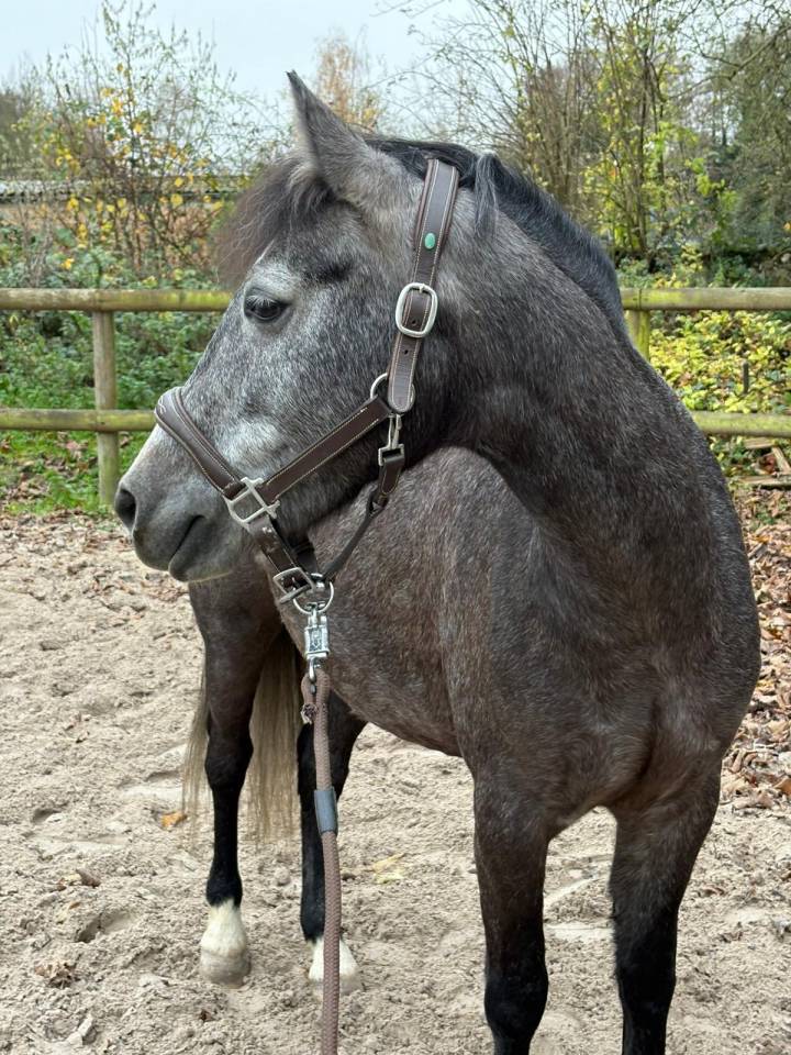 Merrie Franse rijpony PFS Te koop 2021 Schimmel ,  KLINDOEIL DU VERGER