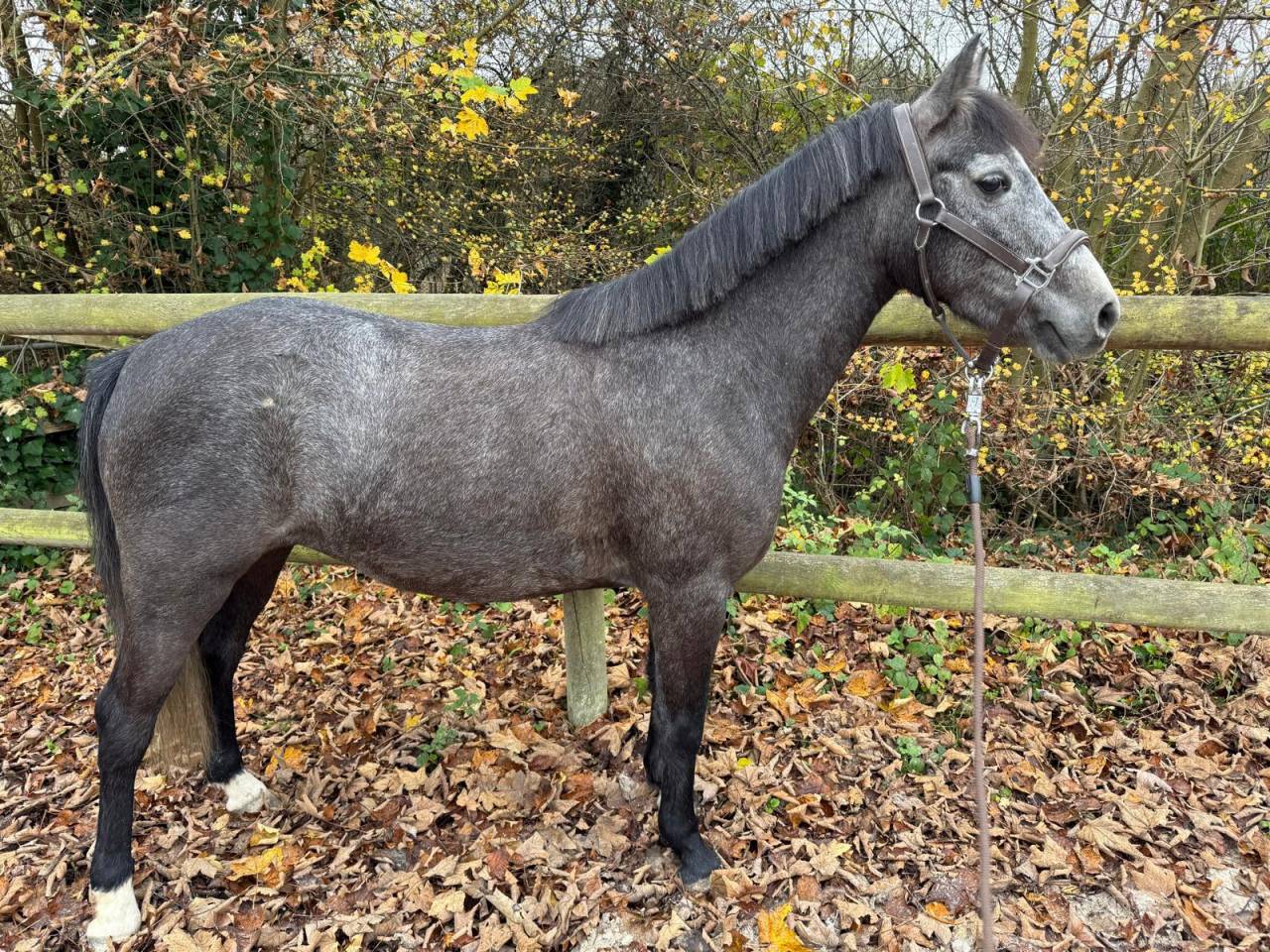 Merrie Franse rijpony PFS Te koop 2021 Schimmel ,  KLINDOEIL DU VERGER