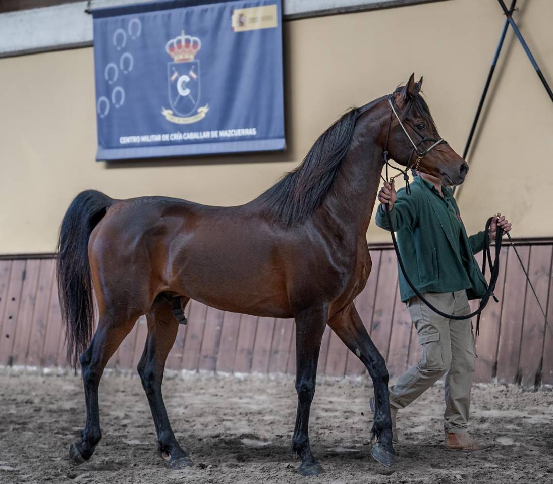 Eminem Mandorlati  - Arabier 2013 ,  Gai El Jullyen