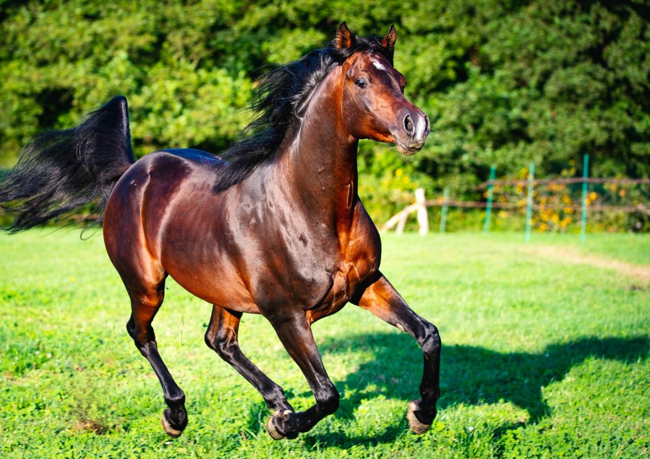 Eminem Mandorlati  - Arabier 2013 ,  Gai El Jullyen