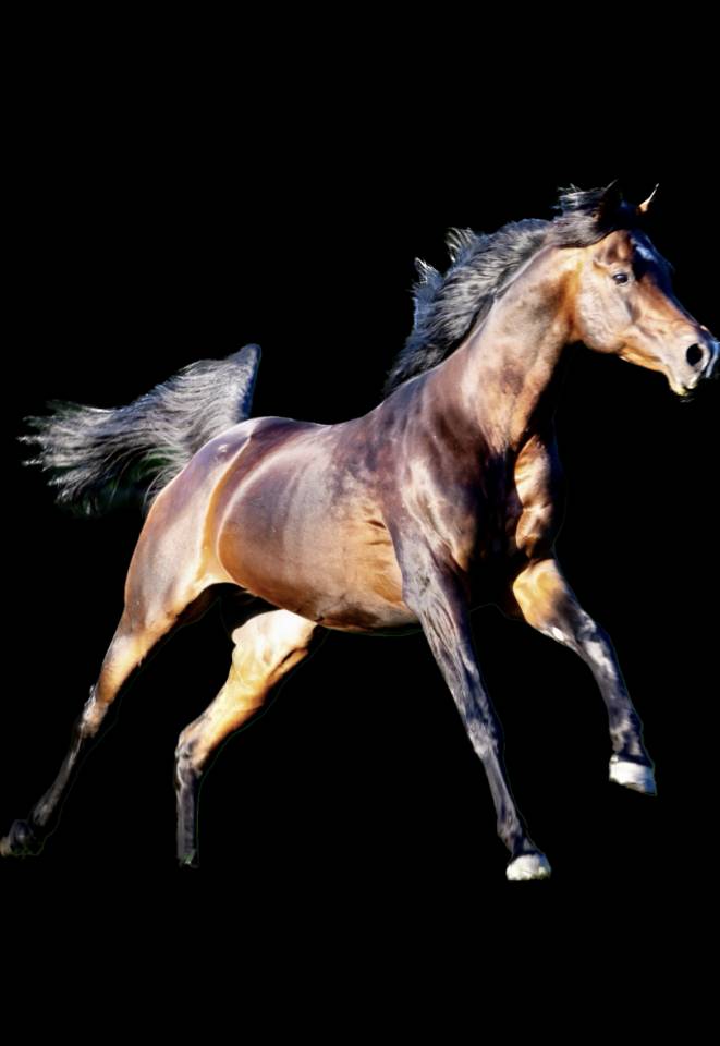 Eminem Mandorlati  - Arabier 2013 ,  Gai El Jullyen