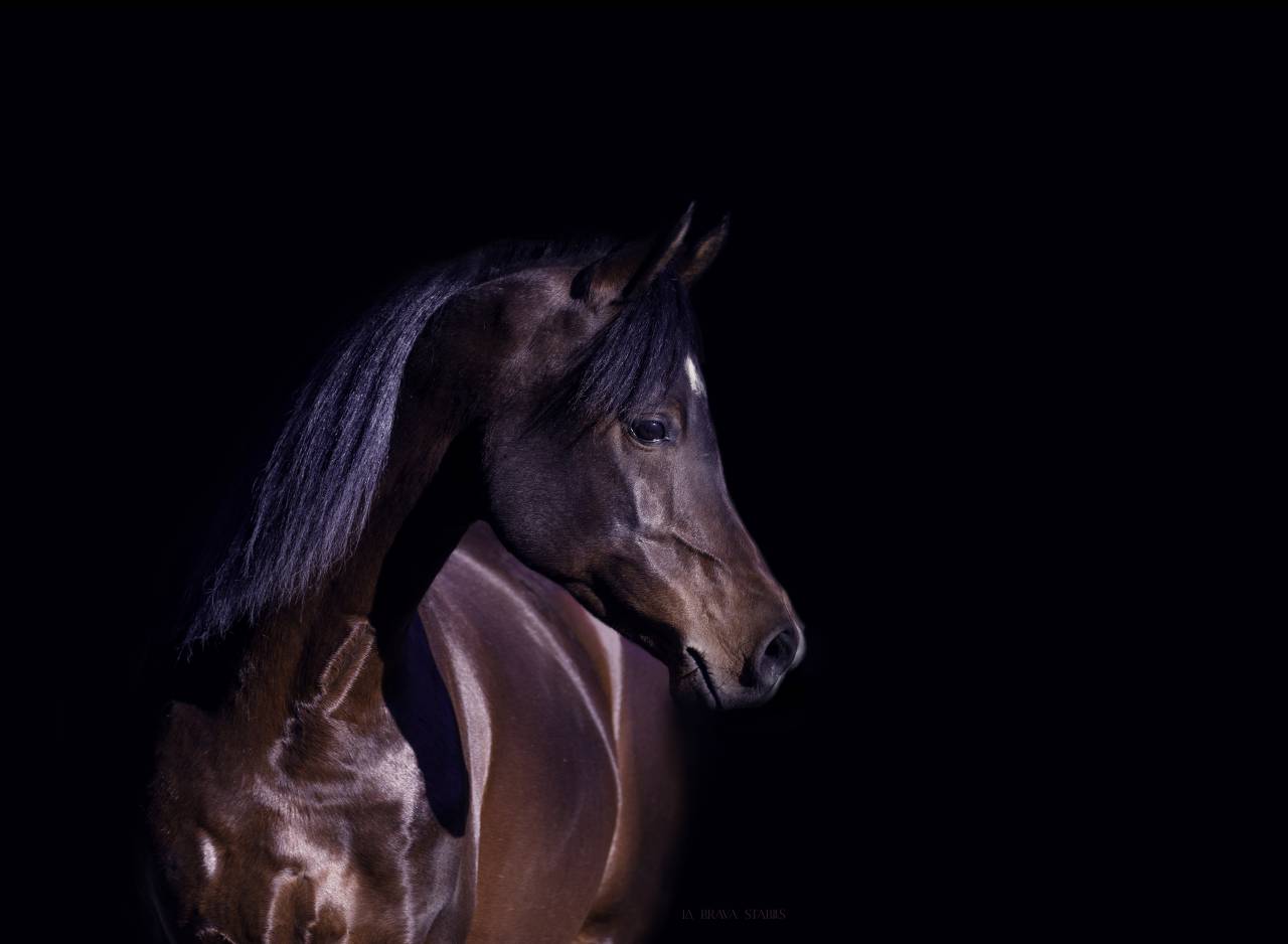 Eminem Mandorlati  - Arabier 2013 ,  Gai El Jullyen