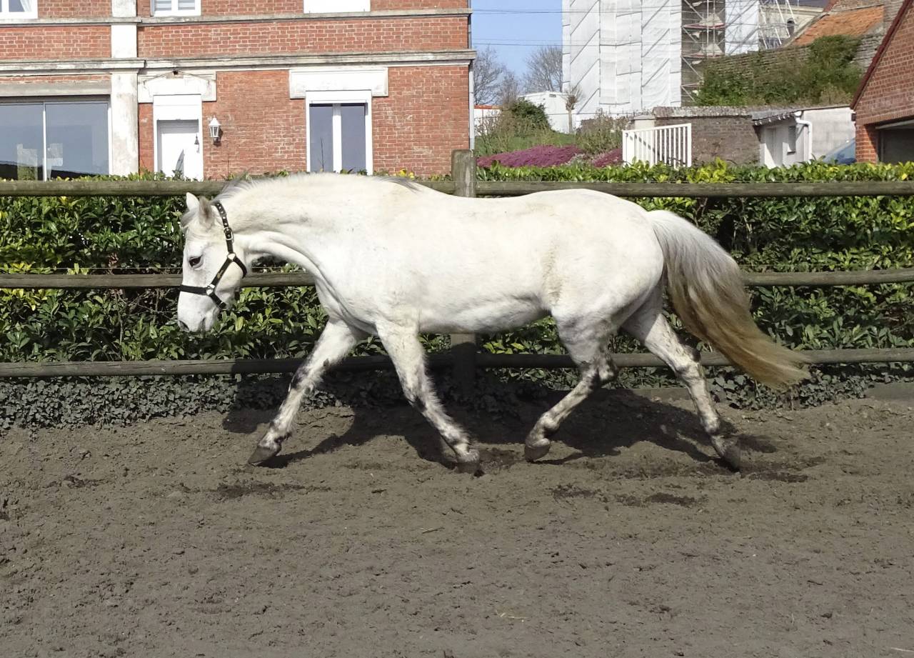 Draagmerrie Connemara Te koop 2012 Schimmel ,  Ervelough Oisin