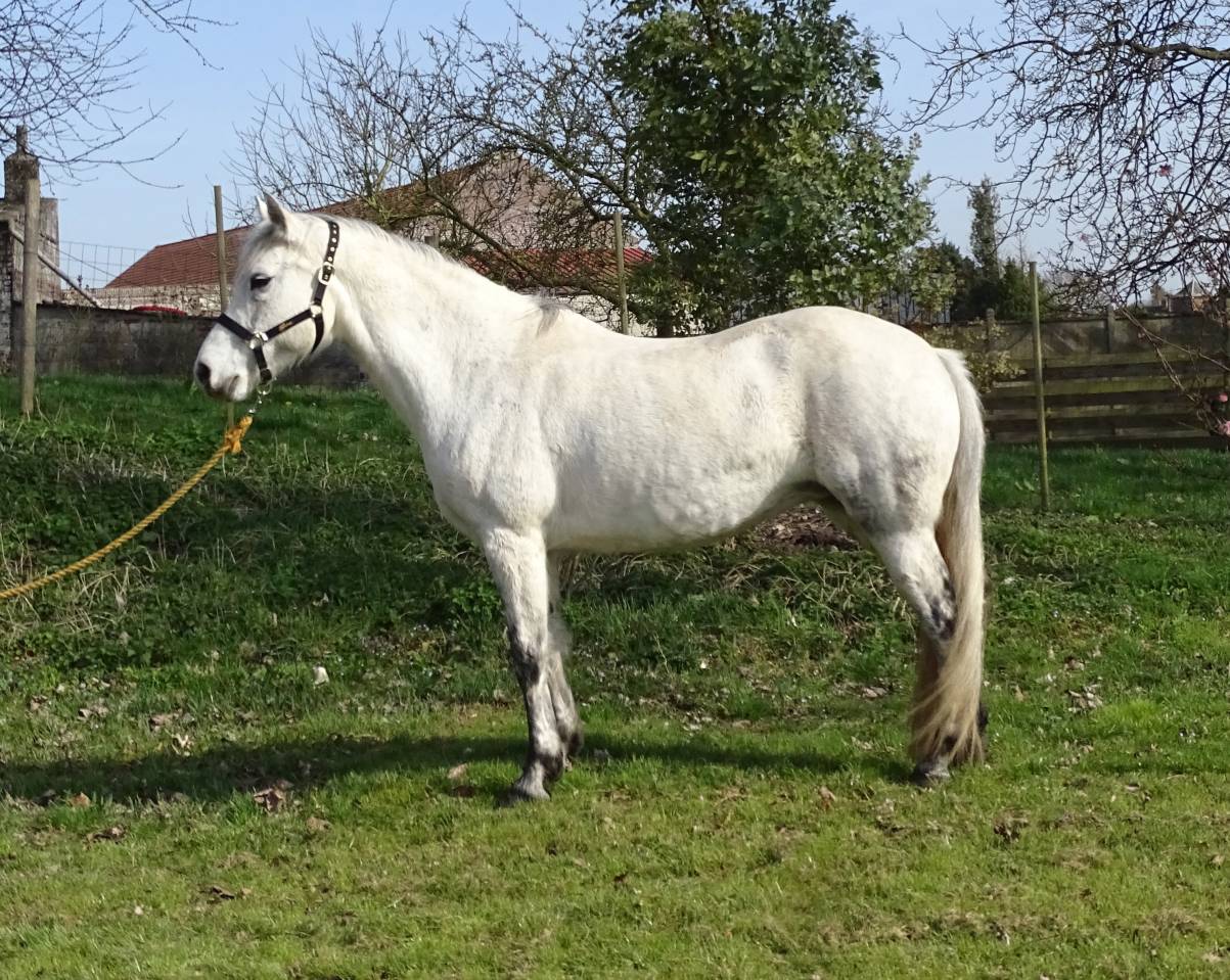 Draagmerrie Connemara Te koop 2012 Schimmel ,  Ervelough Oisin