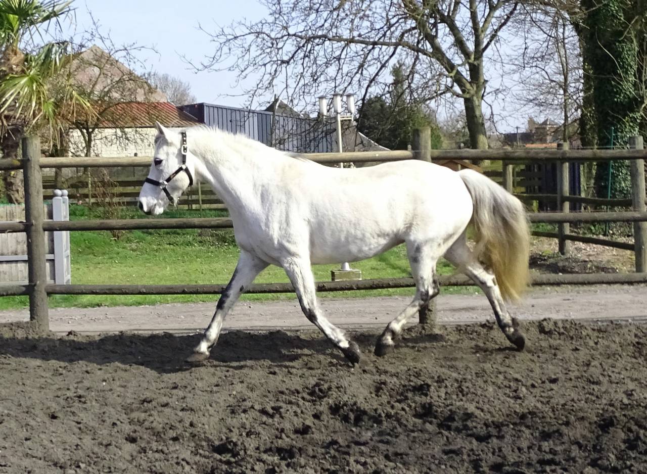 Draagmerrie Connemara Te koop 2012 Schimmel ,  Ervelough Oisin