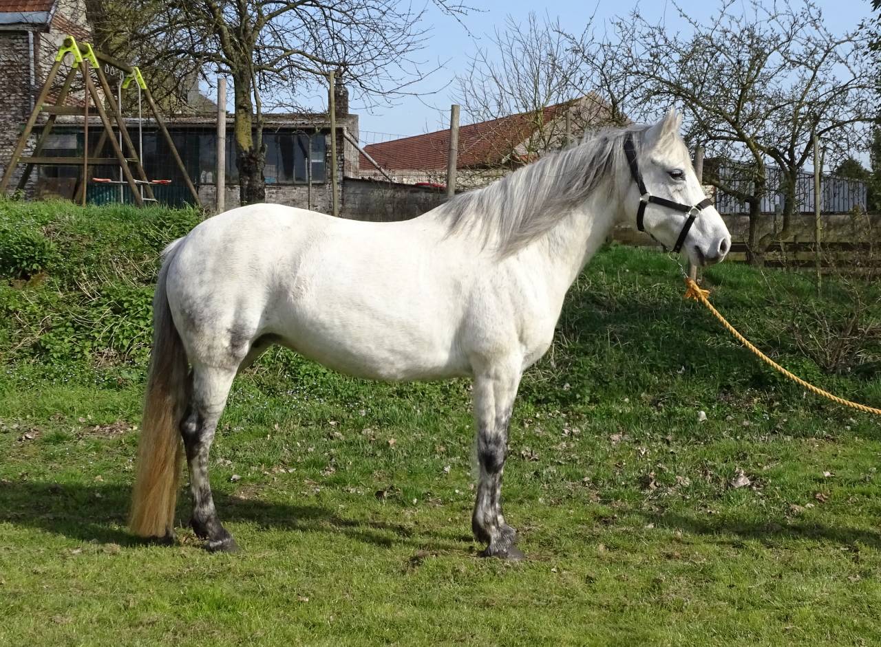 Draagmerrie Connemara Te koop 2012 Schimmel ,  Ervelough Oisin