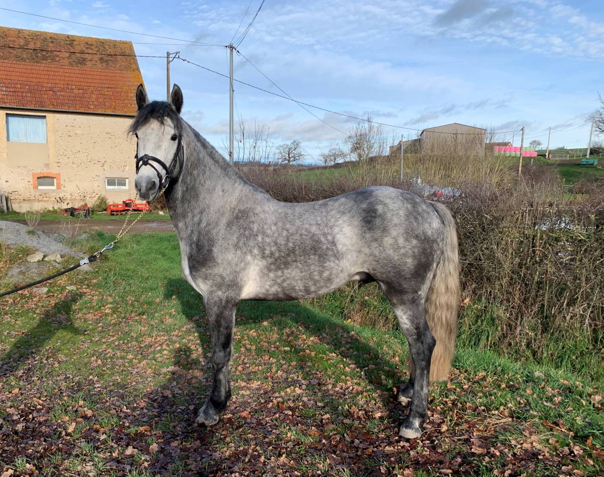 GALION DE MINUIT - Connemara 2016 ,  GRANIT'BOY PONDI