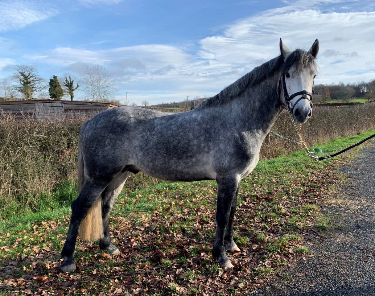 GALION DE MINUIT - Connemara 2016 ,  GRANIT'BOY PONDI