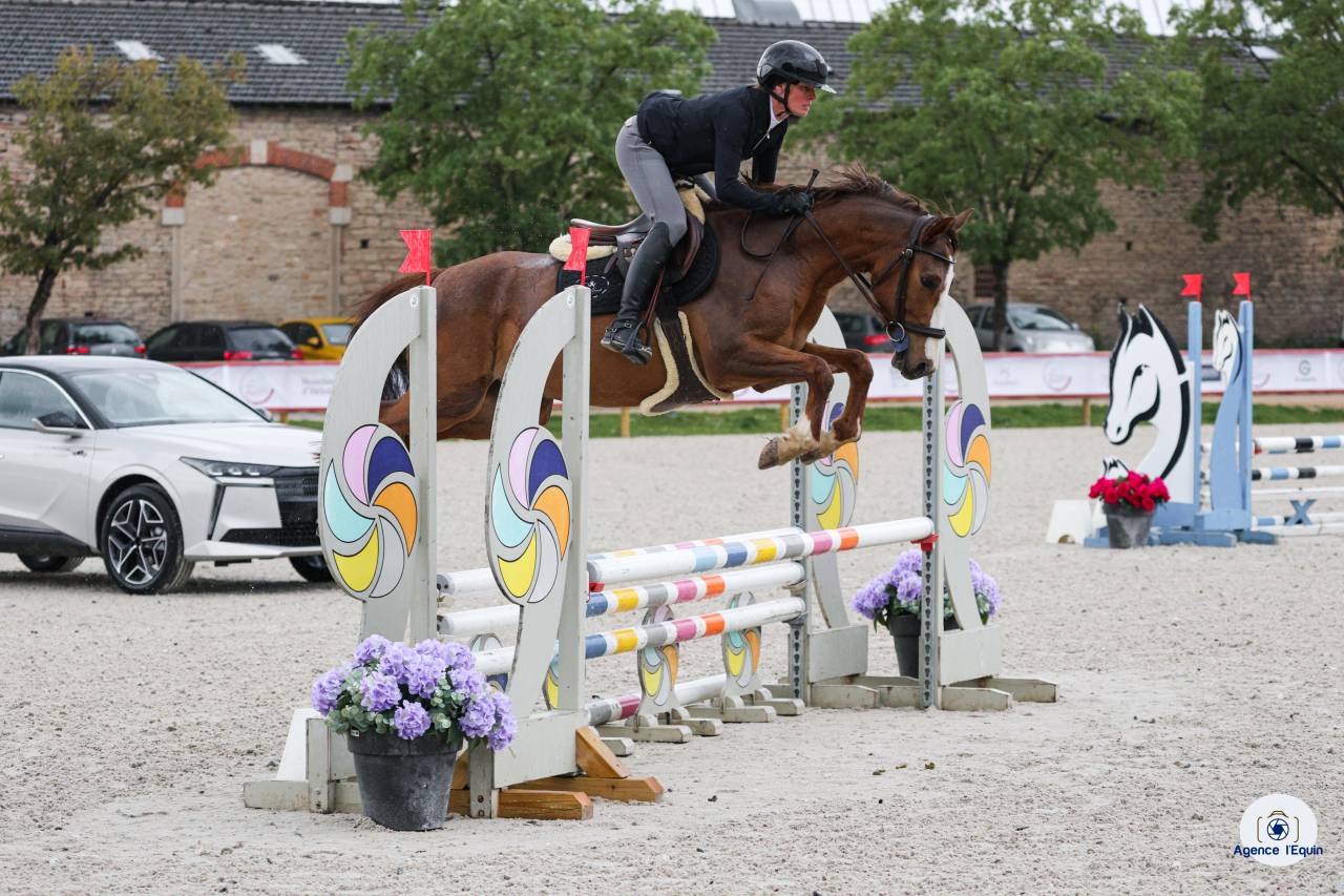 Ruin Franse rijpony PFS Te koop 2022 Koffie vos ,  OPPLALA ST HYMER