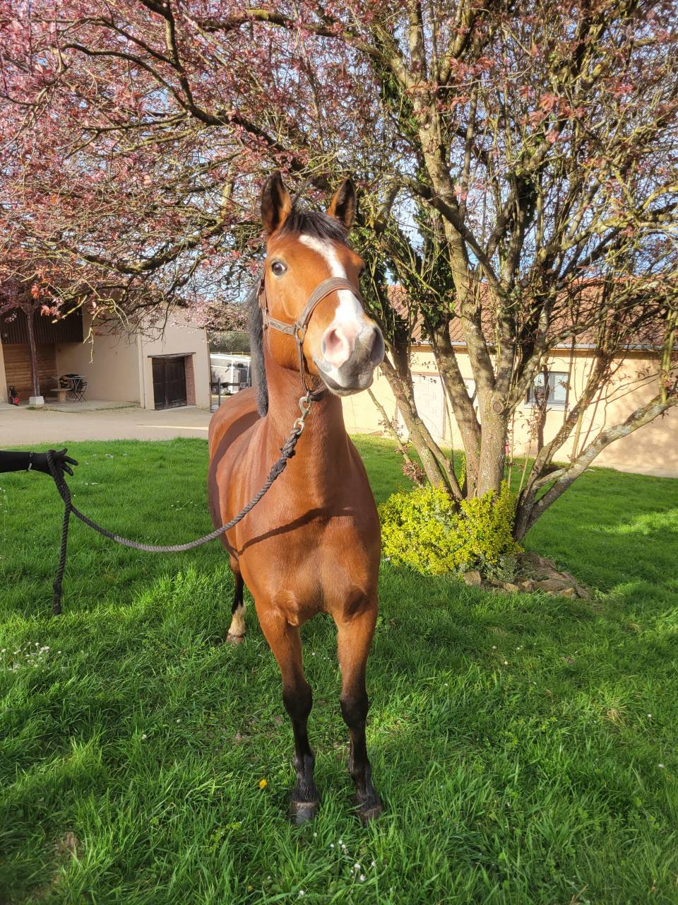Ruin Franse rijpony PFS Te koop 2021 Donker bruin / bai ,  Eye Catcher de Lourcq