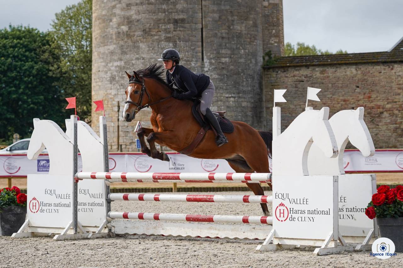 Ruin Franse rijpony PFS Te koop 2021 Donker bruin / bai ,  Eye Catcher de Lourcq