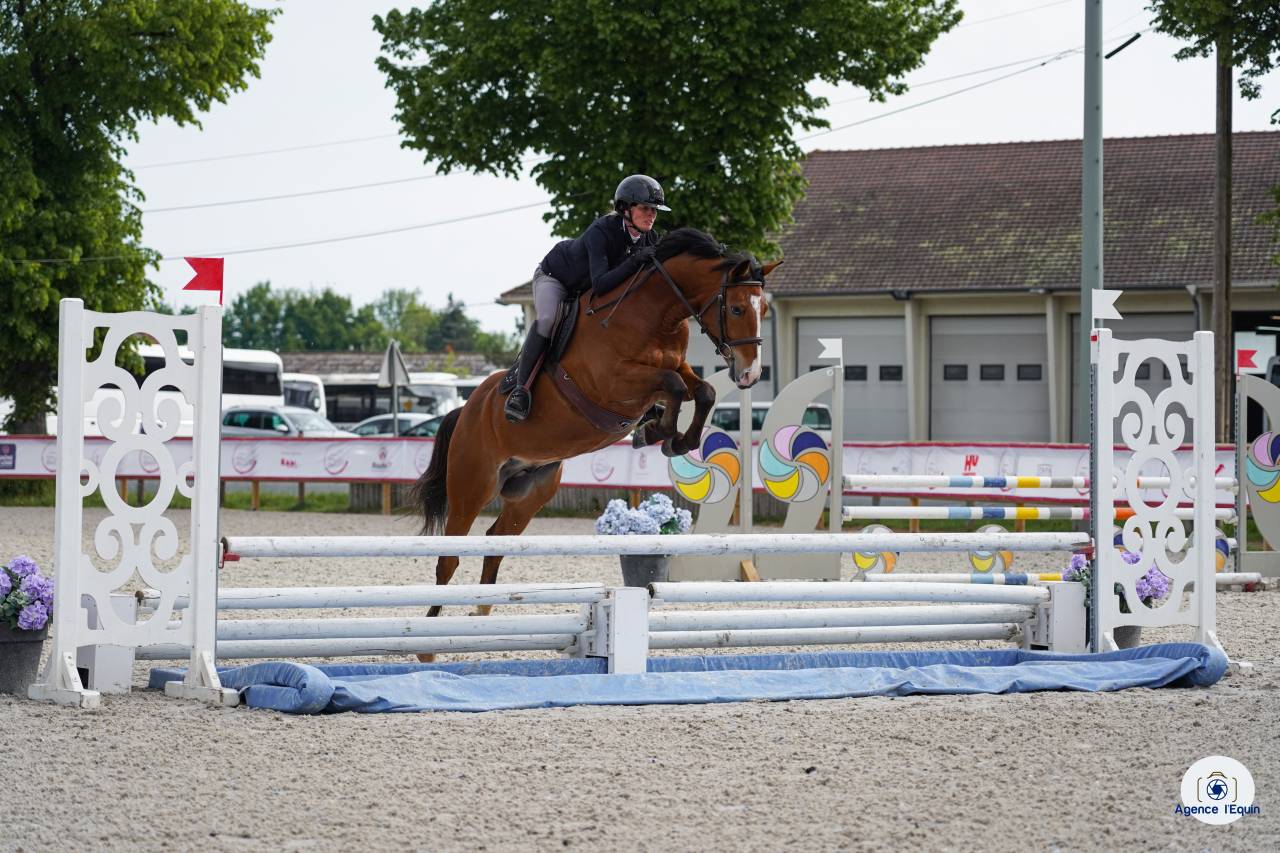 Ruin Franse rijpony PFS Te koop 2021 Donker bruin / bai ,  Eye Catcher de Lourcq