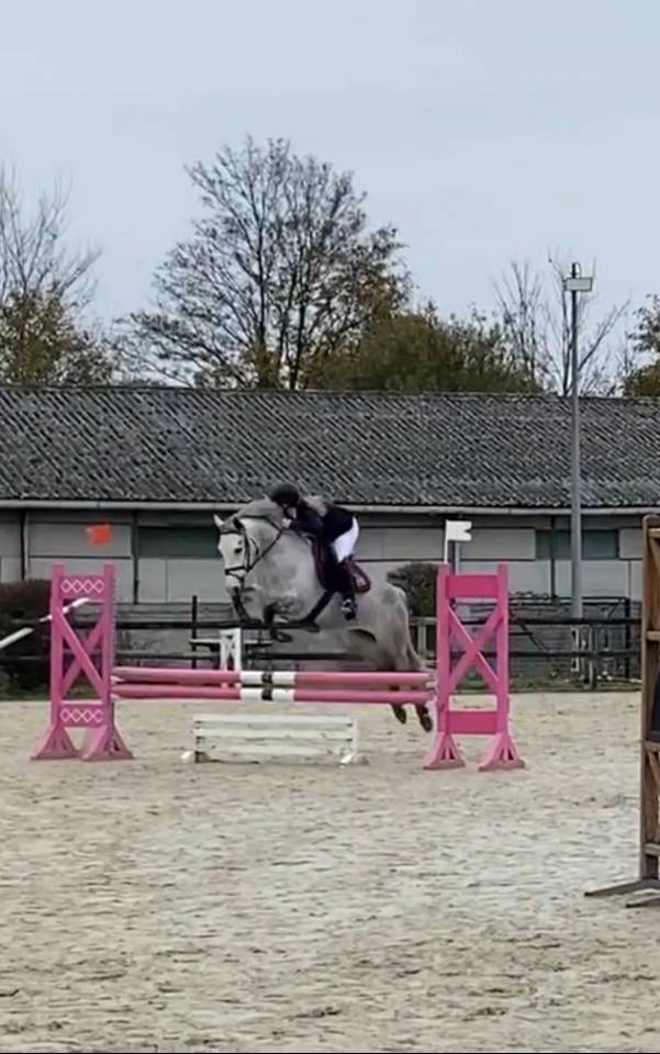 Merrie Connemara Te koop 2019 Schimmel ,  Arctik