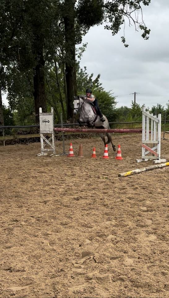 Merrie Connemara Te koop 2019 Schimmel ,  Arctik