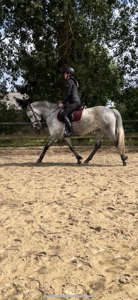 Merrie Connemara Te koop 2019 Schimmel ,  Arctik