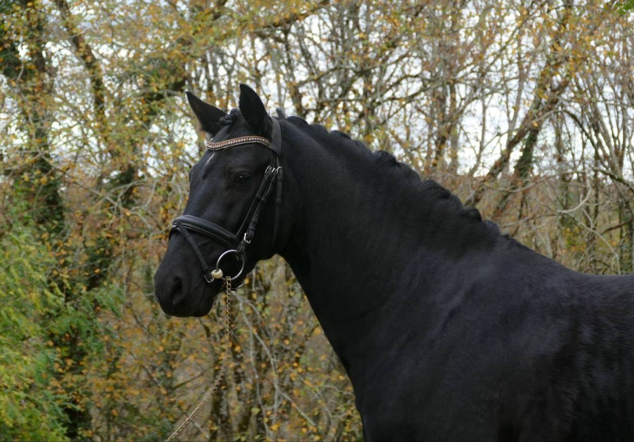 Hengst Duitse rijpony  Te koop 2020 Zwart ,  DANNY ZUKO