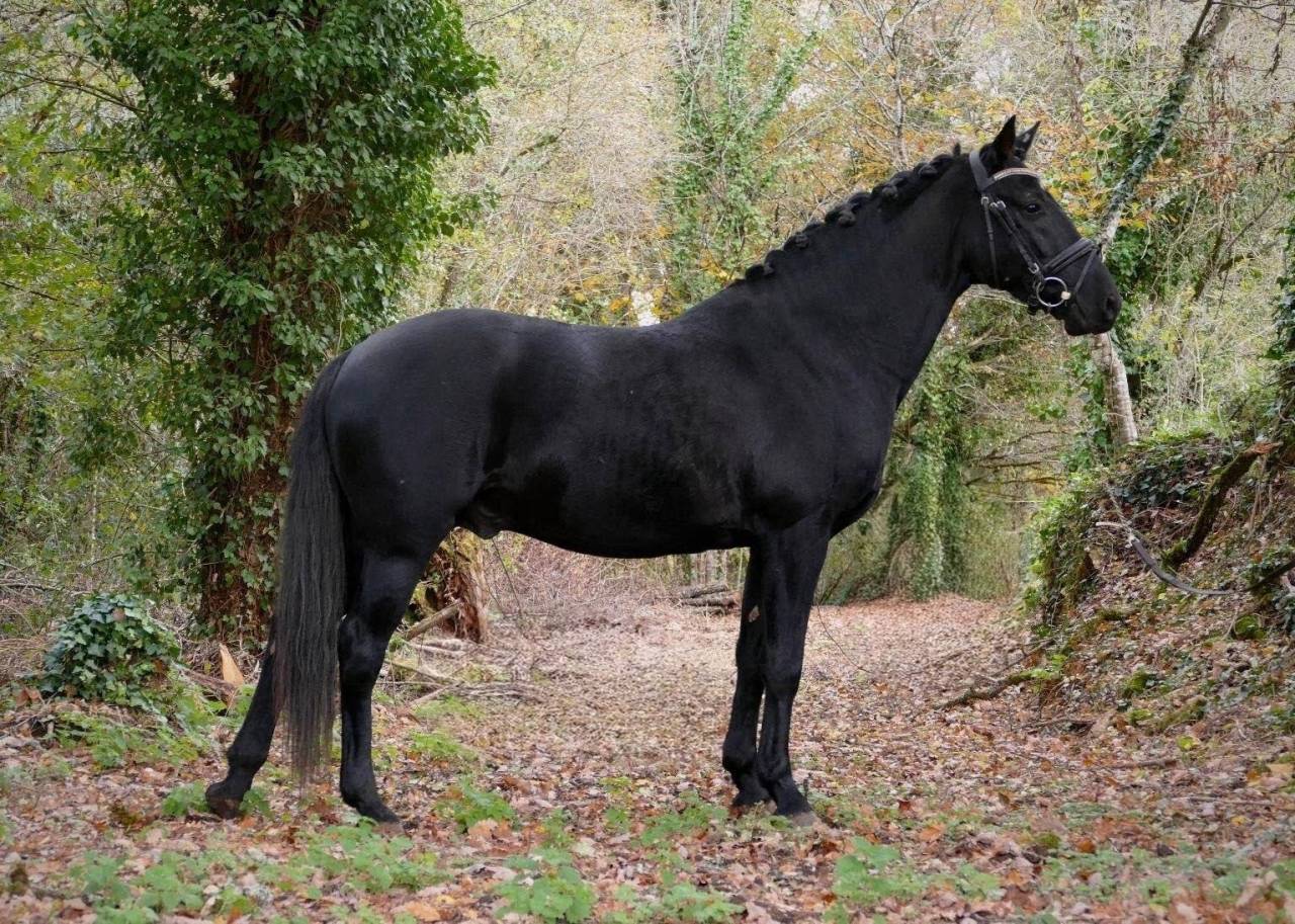 Hengst Duitse rijpony  Te koop 2020 Zwart ,  DANNY ZUKO
