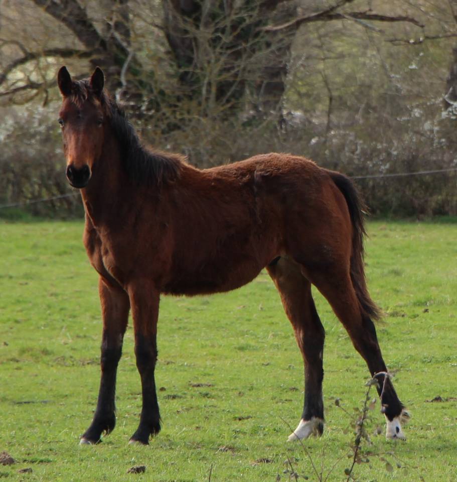 Veulen (ml) Selle Fran&ccedil;ais Te koop 2025 Donker bruin / bai