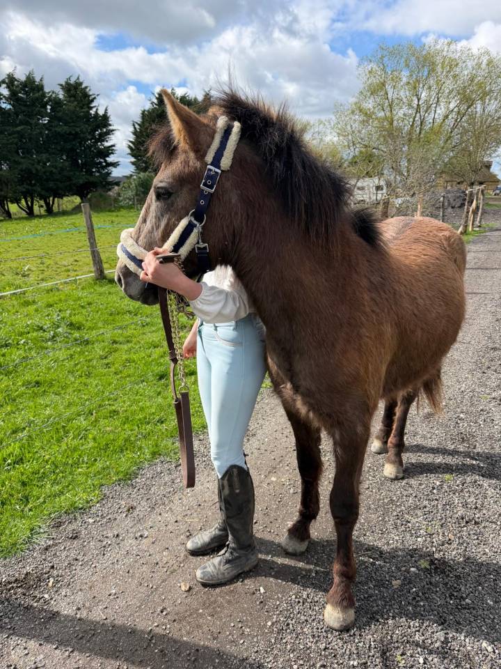 Dekhengst New Forest Te koop 2024 Bruin / Bai ,  Naxos Domain