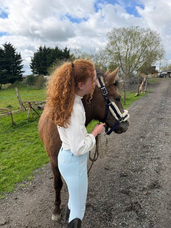 Dekhengst New Forest Te koop 2024 Bruin / Bai ,  Naxos Domain