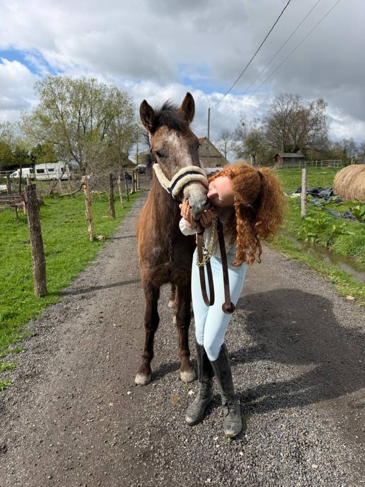 Dekhengst New Forest Te koop 2024 Bruin / Bai ,  Naxos Domain