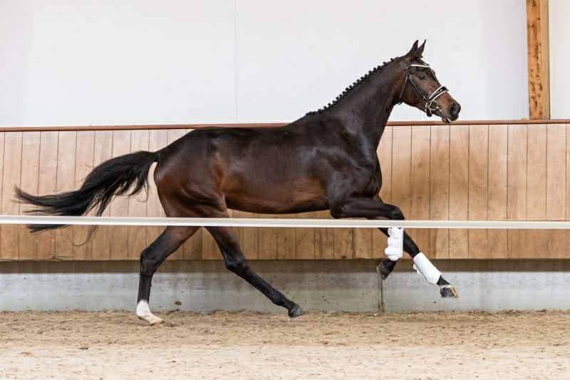 Merrie Oldenburger Te koop 2019 Donker bruin / bai ,  Kremlin md