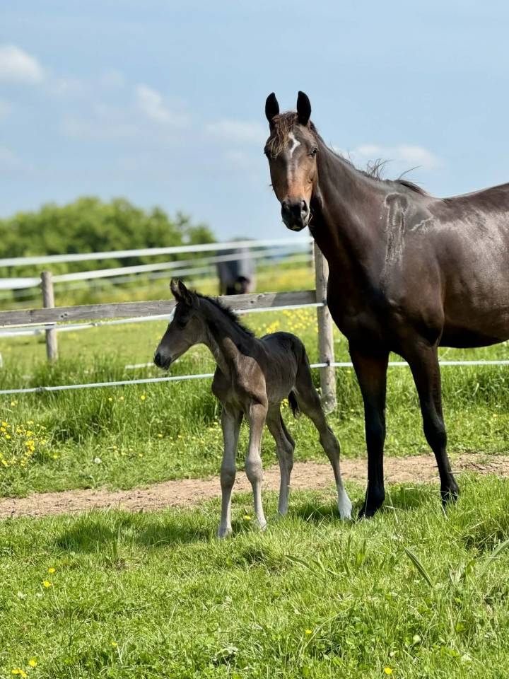 Merrie Oldenburger Te koop 2019 Donker bruin / bai ,  Kremlin md