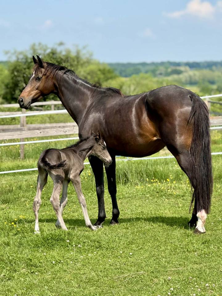 Merrie Oldenburger Te koop 2019 Donker bruin / bai ,  Kremlin md