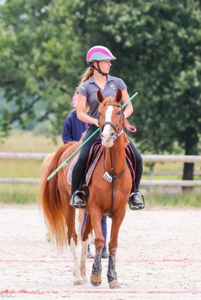 Merrie Franse rijpony PFS Te koop 2007 Vos