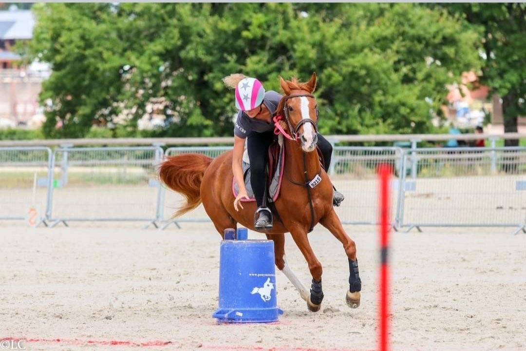 Merrie Franse rijpony PFS Te koop 2007 Vos