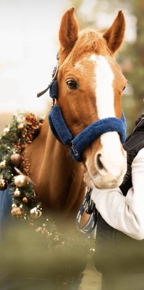 Merrie Franse rijpony PFS Te koop 2007 Vos
