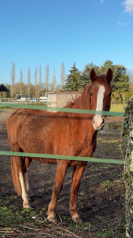 Merrie Franse rijpony PFS Te koop 2007 Vos
