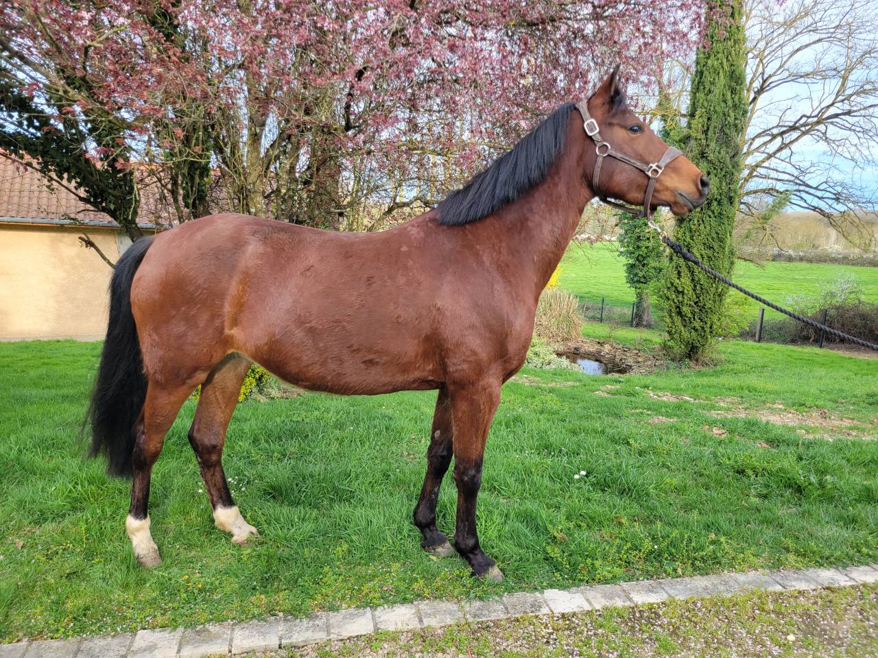 Merrie Franse rijpony PFS Te koop 2021 Donker bruin / bai ,  Etadam d&rsquo;Odival
