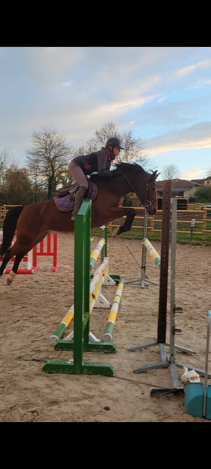 Merrie Franse rijpony PFS Te koop 2021 Donker bruin / bai ,  Etadam d&rsquo;Odival