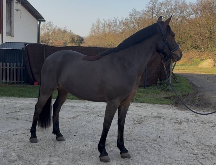 Merrie Franse rijpony PFS Te koop 2020 Donker bruin / bai ,  Fox trott de l&rsquo;aumoy