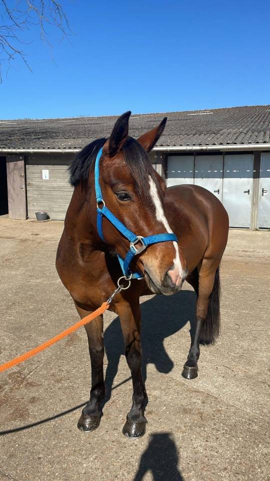 Merrie Franse rijpony PFS Te koop 2020 Donker bruin / bai ,  Fox trott de l&rsquo;aumoy