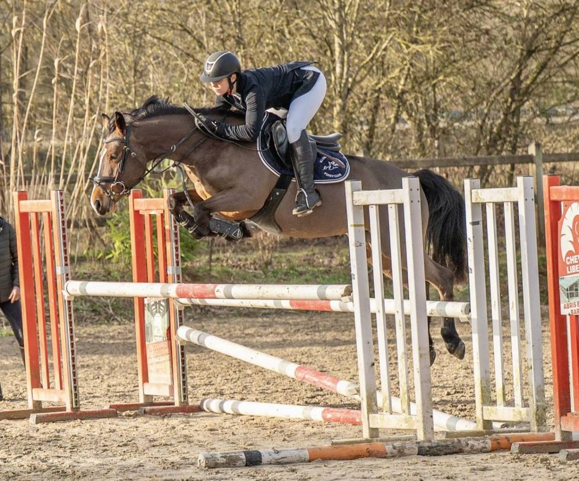 Merrie Franse rijpony PFS Te koop 2020 Donker bruin / bai ,  Fox trott de l&rsquo;aumoy