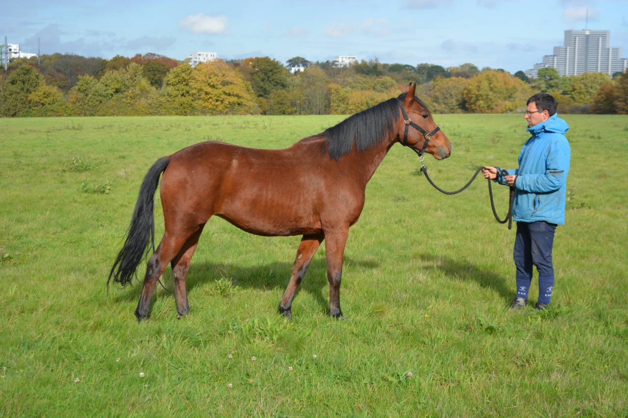 Merrie Bekend ras Te koop 2021 Donker bruin / bai