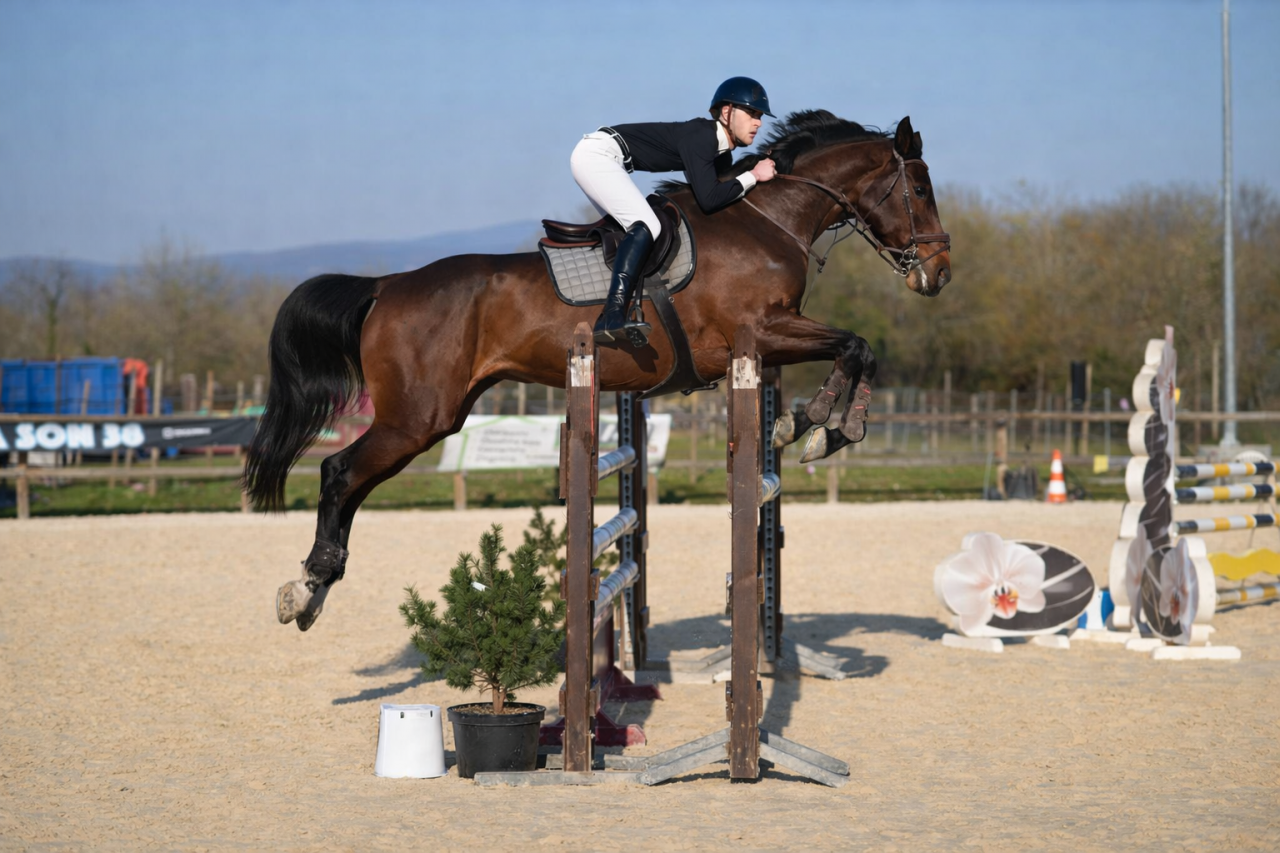 Merrie Zangersheide Te koop 2011 Donker bruin / bai