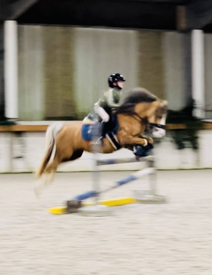 Merrie Andere paarden rassen Te koop 2014 Palomino ,  Shore Brooke Henessy