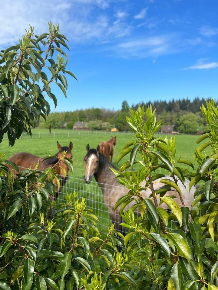 Groom, Stoeterij - Contract bepaalde tijd Voltijds - Li&egrave;ge Belgi&euml;