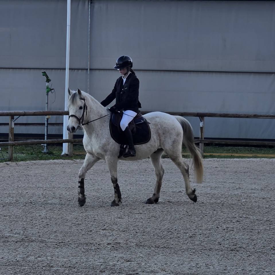 Ruin Franse rijpony PFS Te koop 2018 Schimmel