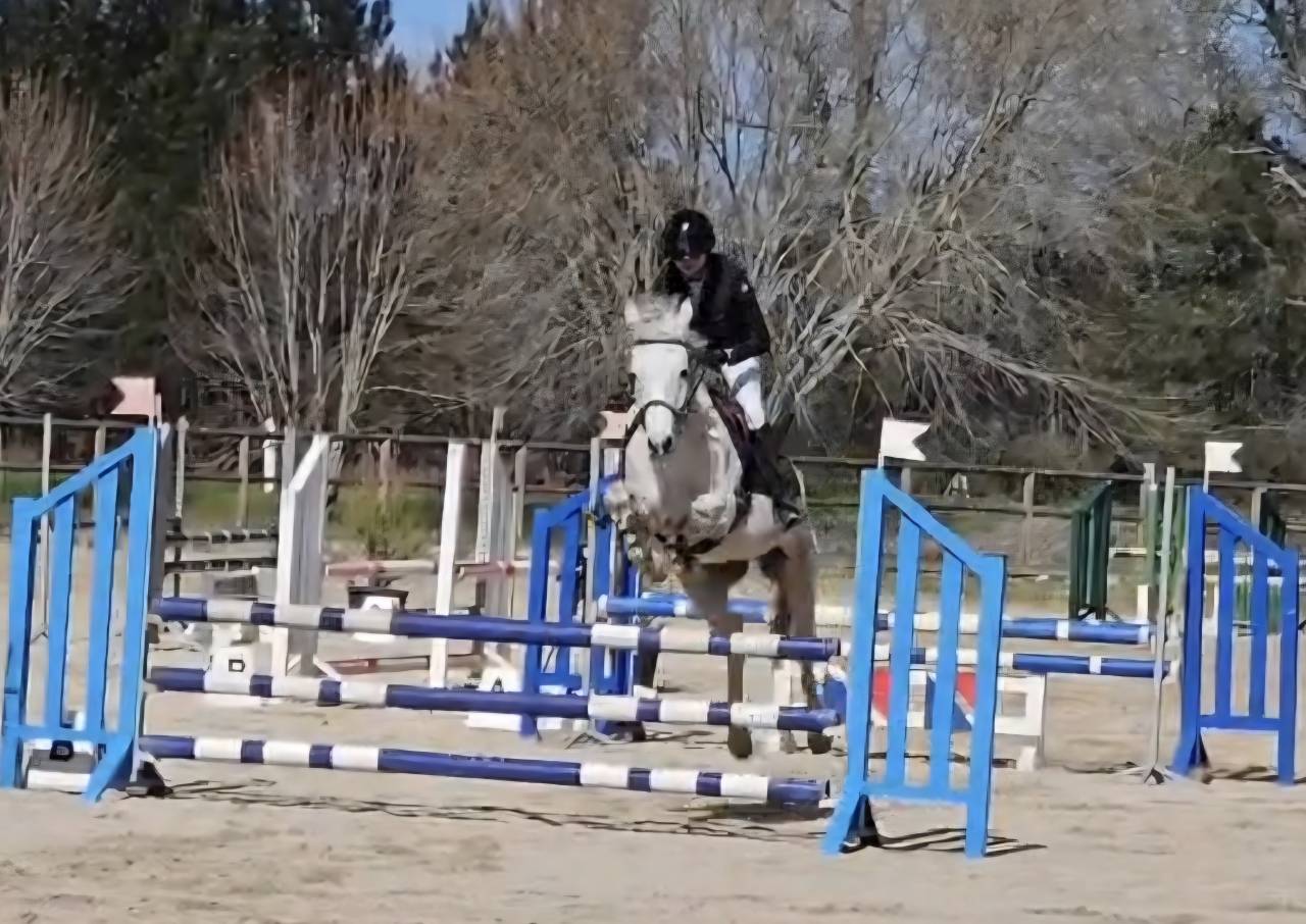 Ruin Franse rijpony PFS Te koop 2018 Schimmel