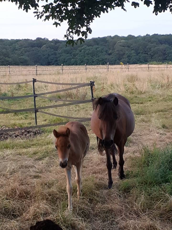 Merrie Ras onbekend Te koop 2018 Donker bruin / bai