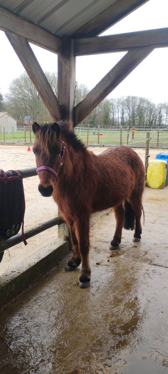 Merrie Ras onbekend Te koop 2018 Donker bruin / bai